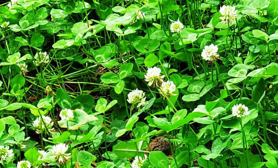 Bunny hiding in a patch of clover